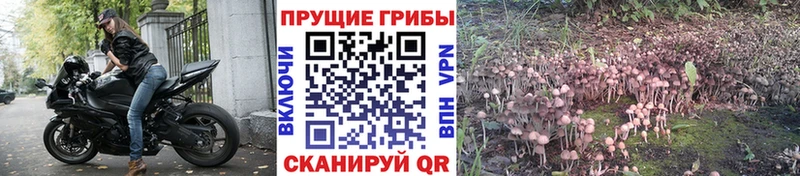 Галлюциногенные грибы GOLDEN TEACHER Тында